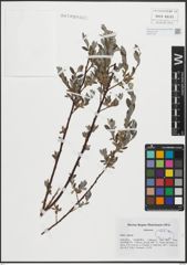 Foto von Salix repens L.